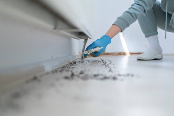 Best Termite Control Services  in Algoma, WI